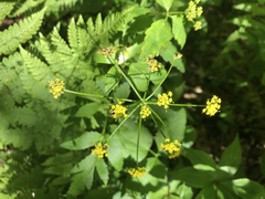 Thaspium trifoliatum