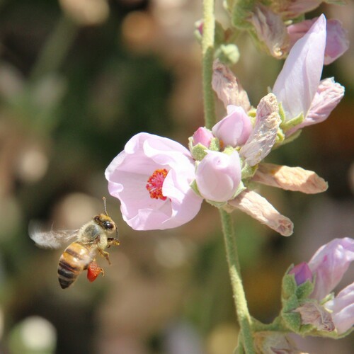 iNaturalist observation photo of southern coastal bushmallow
