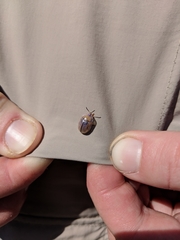 Physonota unipunctata