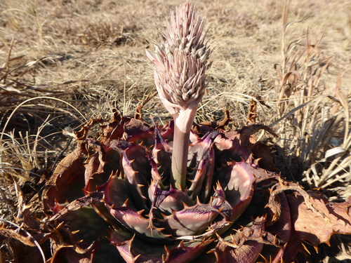 Aloe prinslooi