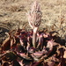 Prinsloo's Spotted Aloe - Photo (c) Hlengiwe Mtshali, some rights reserved (CC BY-SA), uploaded by Hlengiwe Mtshali