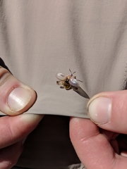 Physonota unipunctata