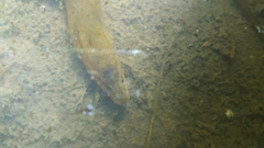 Monopterus albus