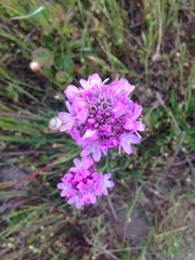 Armeria maritima californica