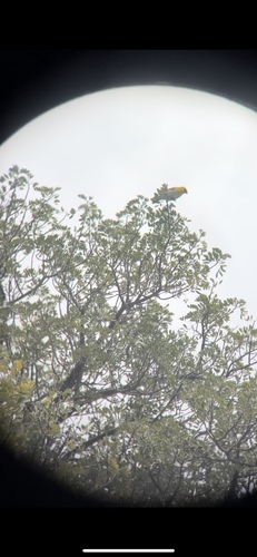 Loxioides bailleui observed 2024-05-23