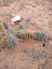 Opuntia × debreczyi