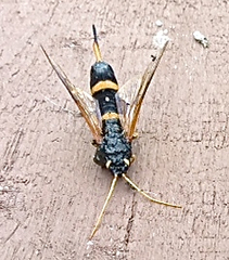 Urocerus flavicornis