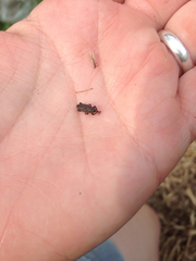 Sphenophorus venatus