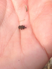 Sphenophorus venatus