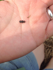 Sphenophorus venatus