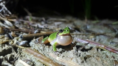 Hyla japonica