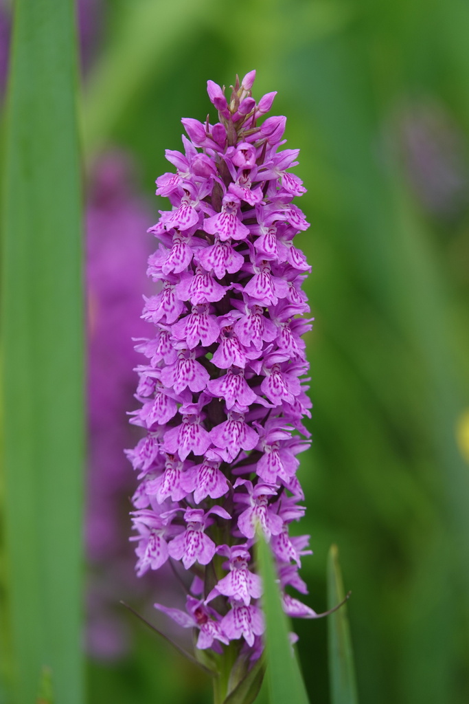 Dactylorhiza × grandis from Black Lake, Wilmslow, England, GB on June 6 ...