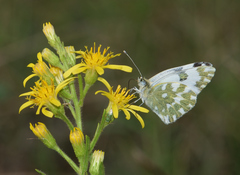 Pontia edusa