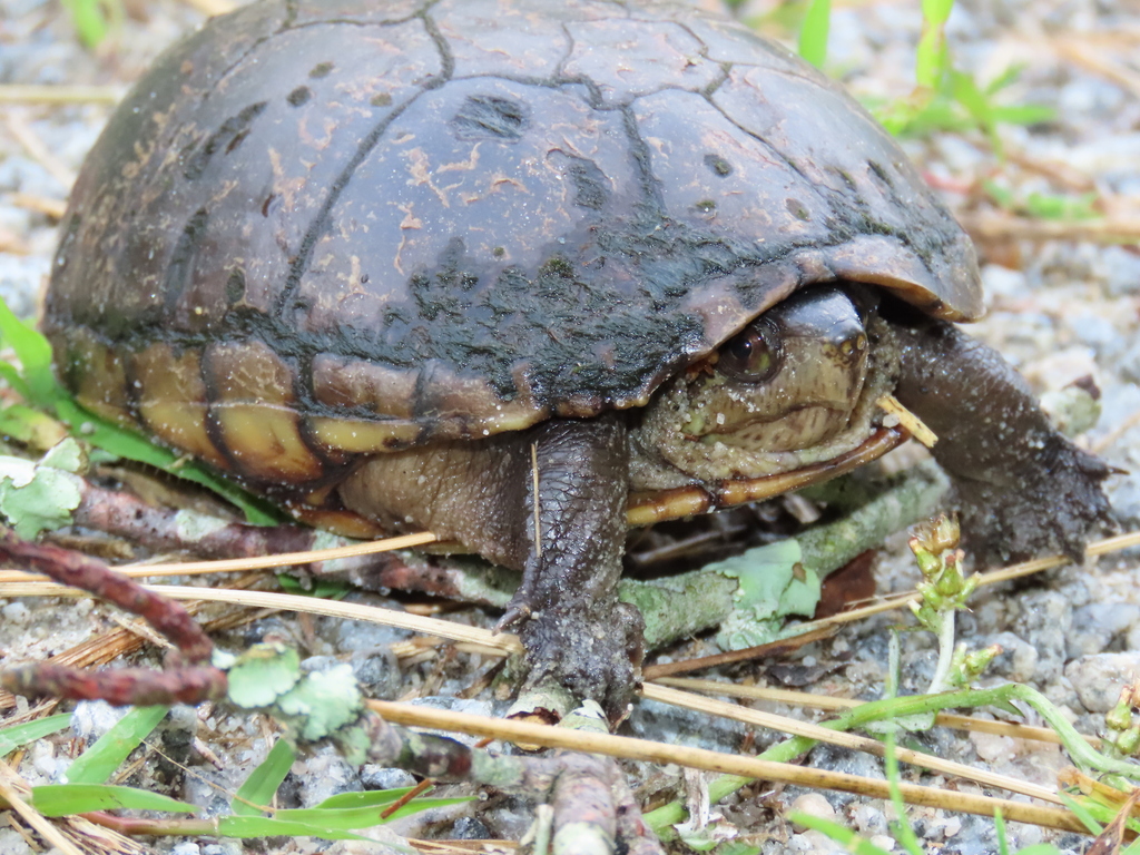 Eastern Mud Turtle from Dare County, NC, USA on June 3, 2024 at 06:06 ...