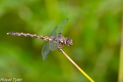 Progomphus