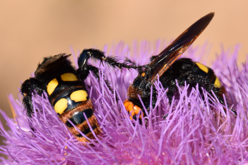 Mammoth Wasp