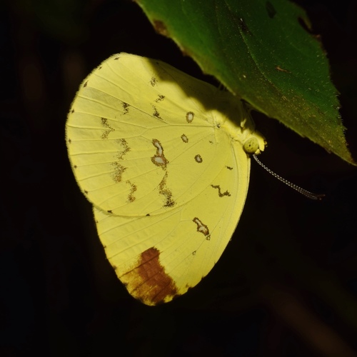 Malagasy Grass Yellow