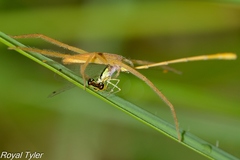 Pisaurina dubia