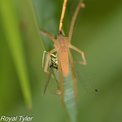 Pisaurina dubia