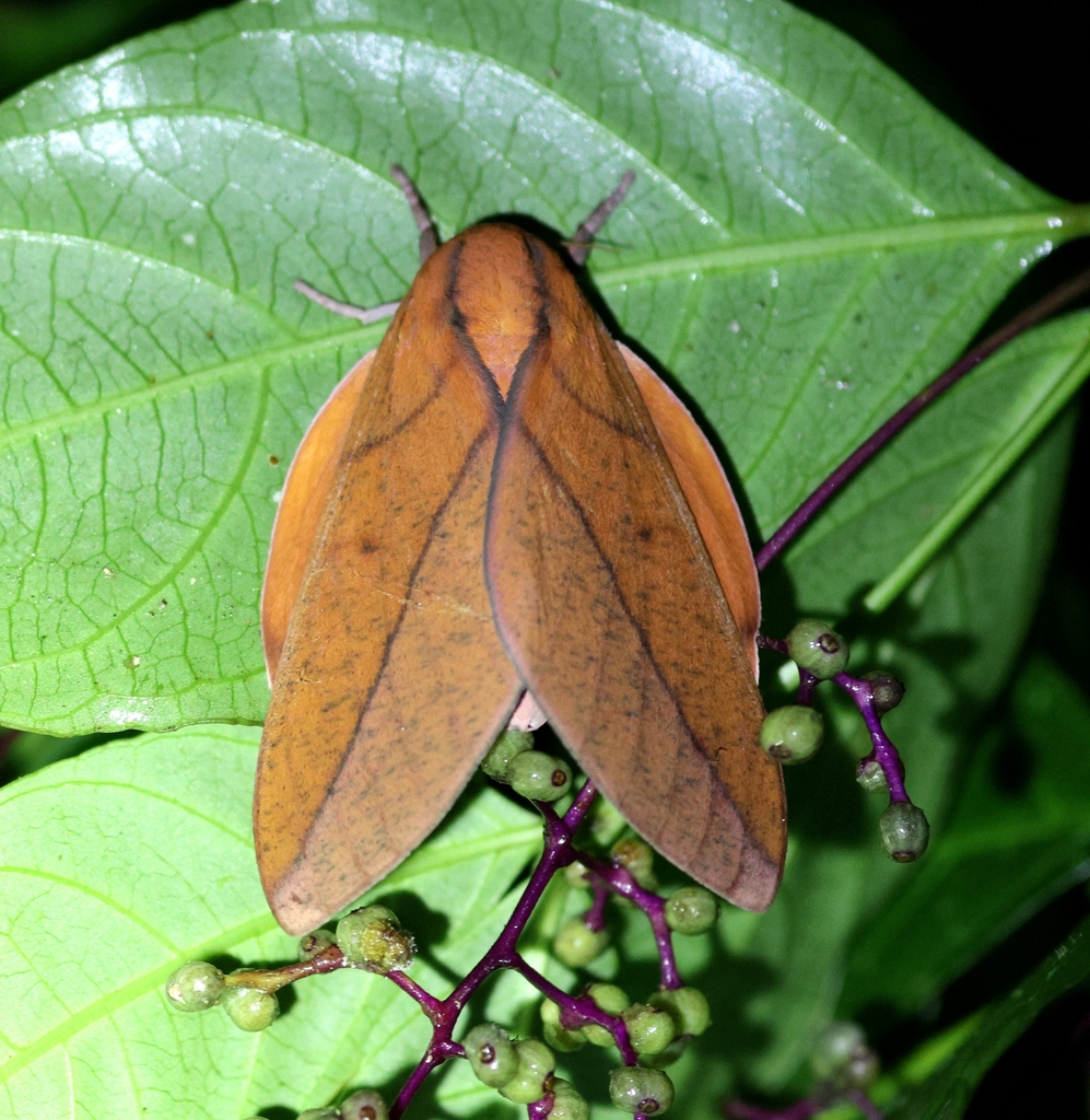 Adeloneivaia boisduvalii