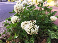 Trifolium repens