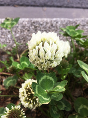 Trifolium repens