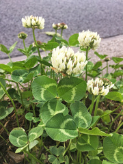 Trifolium repens