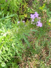 Glandularia bipinnatifida
