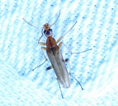 Cephaloon lepturides