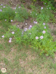 Glandularia bipinnatifida