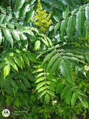 Rhus glabra