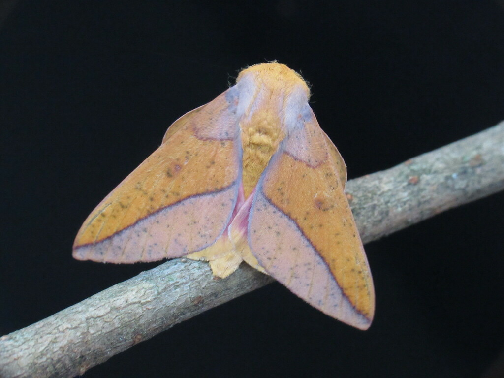 Locust Moth Bisected Honey Locust Moth from Bellbrook, Greene County, OH, USA on ...