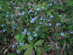 Myosotis alpestris