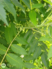 Rhus glabra