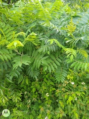 Rhus glabra