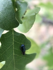 Loedelia maculicollis