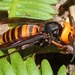 Japanese Giant Hornet - Photo (c) Alpsdake, some rights reserved (CC BY-SA)