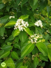 Cornus drummondii