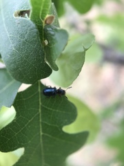 Loedelia maculicollis