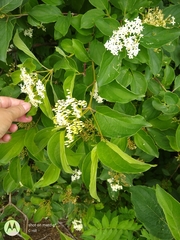Cornus drummondii