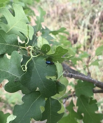 Loedelia maculicollis