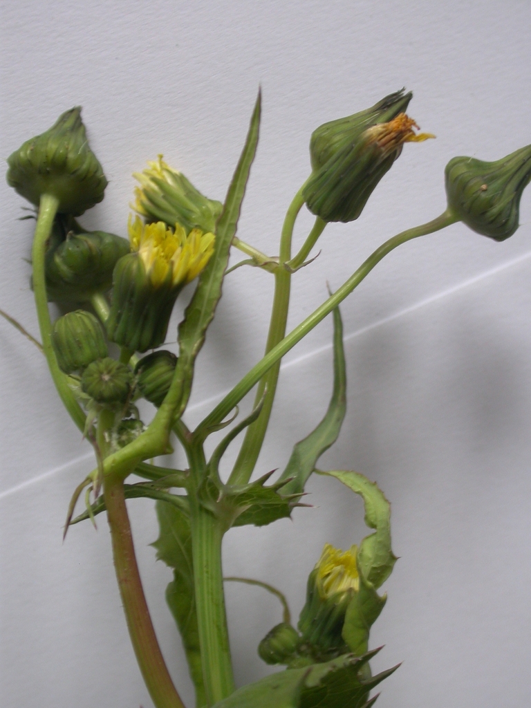 Common Sow-thistle from Melba Pde., Anglesea VIC 3230, Australia on ...