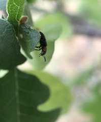 Loedelia maculicollis