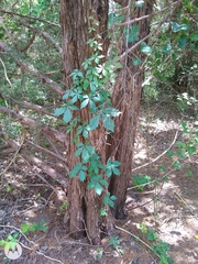 Parthenocissus quinquefolia