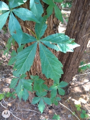Parthenocissus quinquefolia