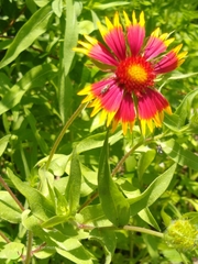 Gaillardia pulchella