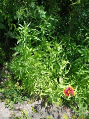 Gaillardia pulchella