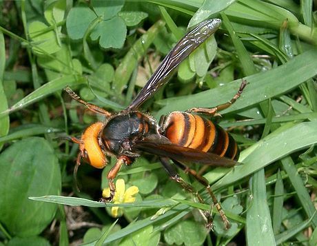 Asian Giant Hornet (Animal Crossing Guide) · iNaturalist