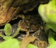 Scinax granulatus