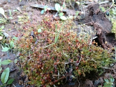 Physcomitrium pyriforme